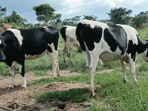 Friesian Cross Incalf & Heifer Cows