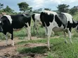 Friesian Cross Incalf & Heifer Cows - 1