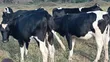 Friesian Cross Incalf & Heifer Cows - 2