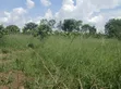 200 Acres Private Mailo Land for Sale in Nakaseke, Kakoge - 3
