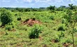 200 Acres Private Mailo Land for Sale in Nakaseke, Kakoge - 4