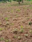 Farmland for Sale in Kayonza - 1