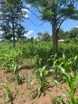 Farmland for Sale in Kayonza - 2