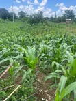 Farmland for Sale in Kayonza - 3
