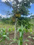 Farmland for Sale in Kayonza - 4
