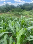 Farmland for Sale in Kayonza - 5