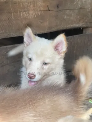 1-3 Month Old Male Purebred Siberian Husky Puppy