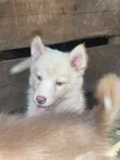 1-3 Month Old Male Purebred Siberian Husky Puppy - 1
