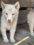 1-3 Month Old Male Purebred Siberian Husky Puppy - 2
