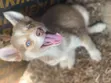 1-3 Month Old Male Purebred Siberian Husky Puppy - 3