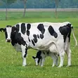 Fresh Cow Milk - 2