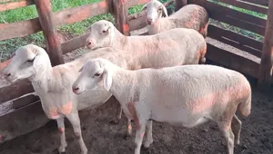 White Suffolk Sheep Females (Pregnant)