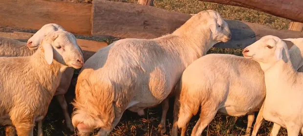 White Suffolk Ram - 1