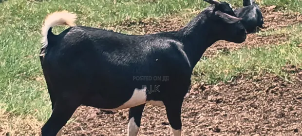 Pregnant Goat - 1