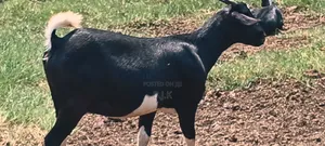 Pregnant Goat