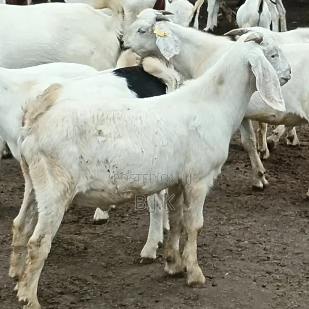 Savannah Buck for Breeding - 1