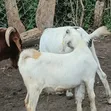 Savannah Buck for Breeding - 2