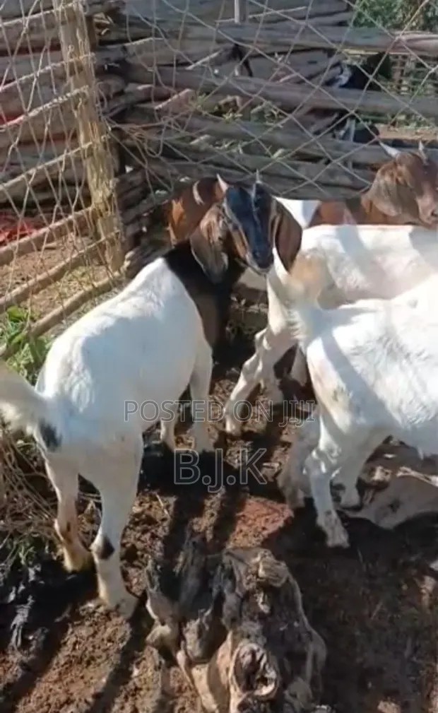 Boer Cross Goats - 7 Months Old - 1