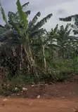 25 Decimal Plot in Nyanja Kitukutwe - 3