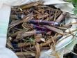 Red Napier Forage - 1