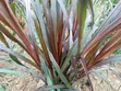 Red Napier Forage - 2