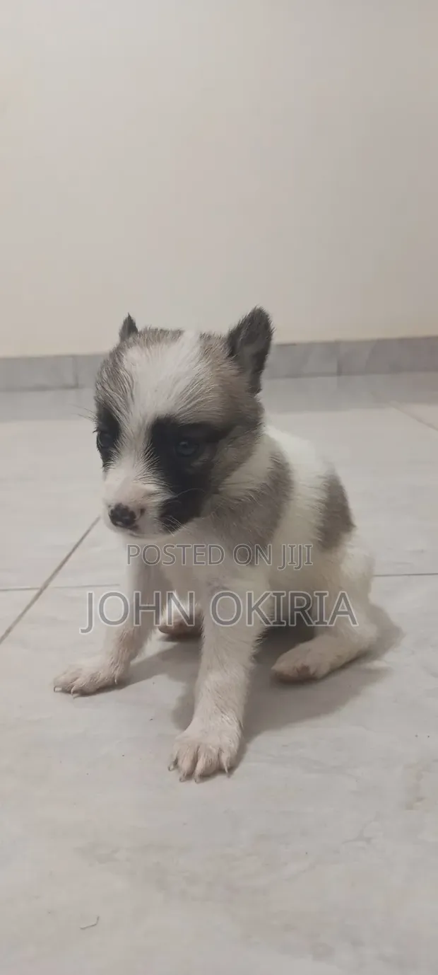 Purebred Female Maltese Puppies (1-3 Months) - 1