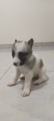 Purebred Female Maltese Puppies (1-3 Months) - 1