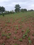 1 Acre Land for Sale near Wobulenzi - 3