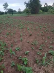 1 Acre Land for Sale near Wobulenzi - 5