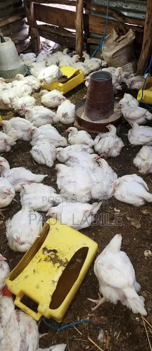 Paul's Farm: 100 Chicks for Sale