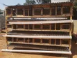 Wooden Rabbit Cages - Mutebi Agro Farm - 3