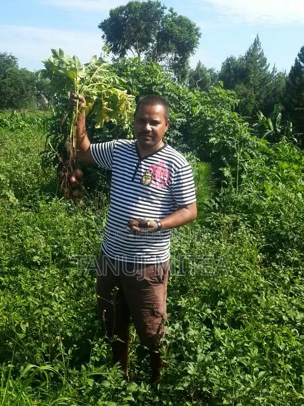 7 Acres Titled Farmland in Zirobwe for Sale/Lease - 1