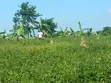 7 Acres Titled Farmland in Zirobwe for Sale/Lease - 2