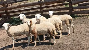 White Suffolk Ewes - 5 Months Old