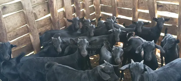Mubende Goat Nannies - 30 Available - 1