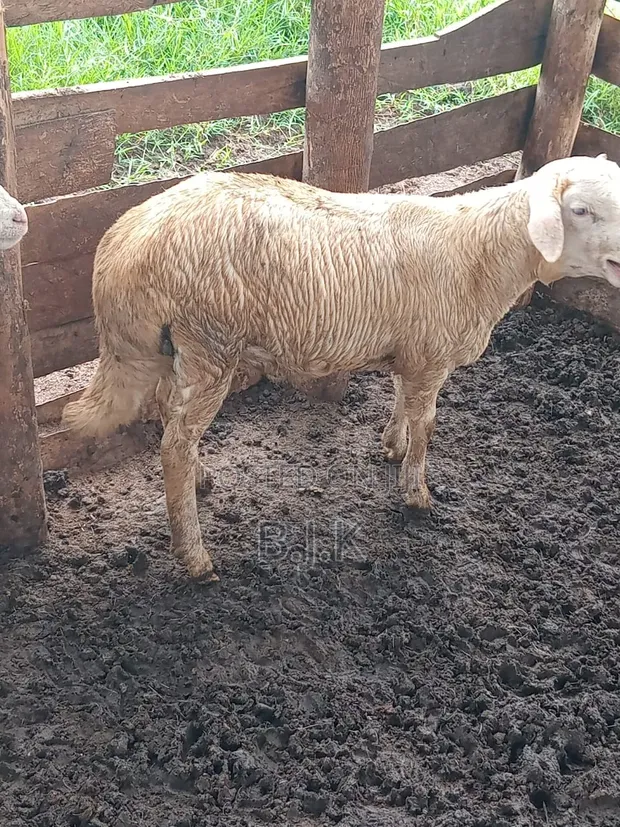 Ram - White Suffolk Breed - 1