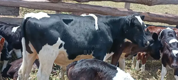 Weaned Friesian Bull - 5 Months Old - 1