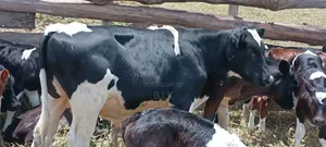 Weaned Friesian Bull - 5 Months Old