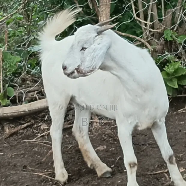 Savannah Does (Goats) - 6 & 7 Months Old - 1