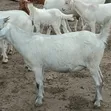 Savannah Does (Goats) - 6 & 7 Months Old - 2