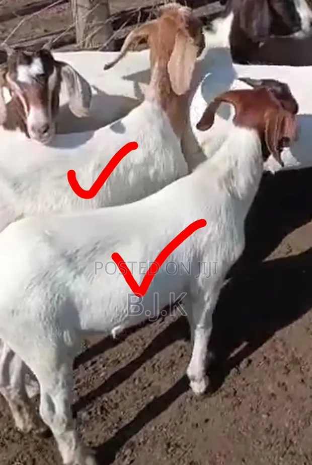 Boer Cross Goats - 7 Months Old - 1