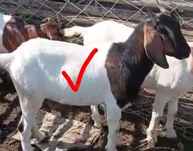 Boer Cross Goat - 7 Months Old - 1