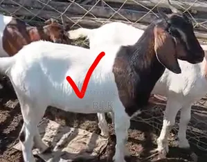 Boer Cross Goat - 7 Months Old