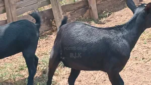 Pregnant Nanny Goat - Mubende Breed