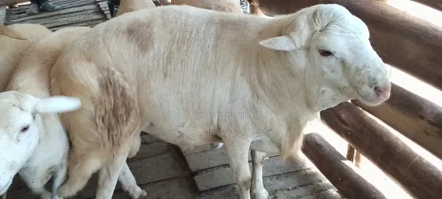 Ram for Sale - 1 Year Old - 1