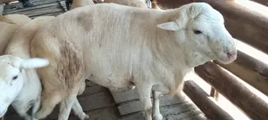 Ram for Sale - 1 Year Old