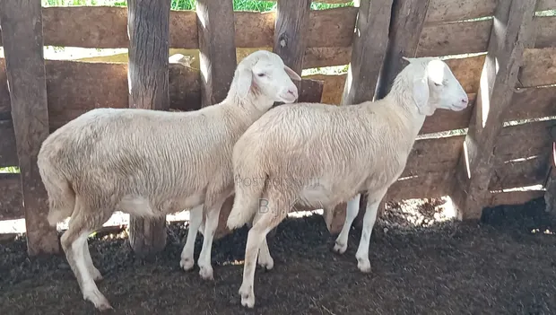 Two Ewes for Sale - 1