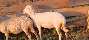 White Suffolk Ewe (8 Months, In Lamb)
