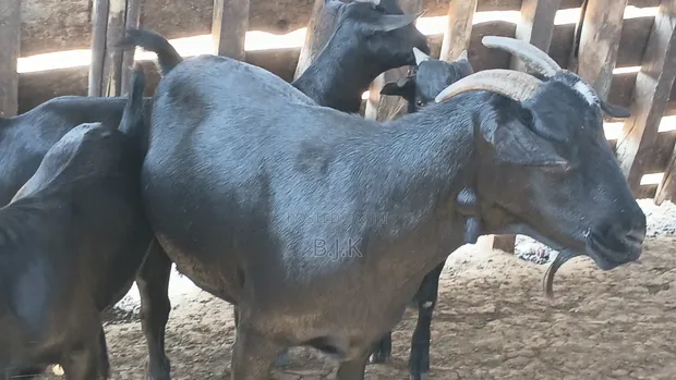 Female Mubende Goat - 78kg Live Weight - 1