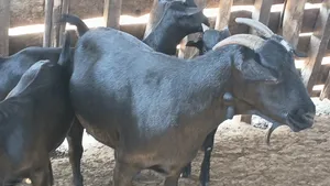 Female Mubende Goat - 78kg Live Weight